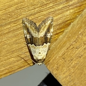 Maliattha amorpha at Jerrabomberra, NSW - suppressed