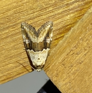 Maliattha amorpha at Jerrabomberra, NSW - suppressed