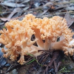 Unidentified Coralloid fungus, markedly branched at Penrose, NSW - 24 Mar 2022 by Aussiegall