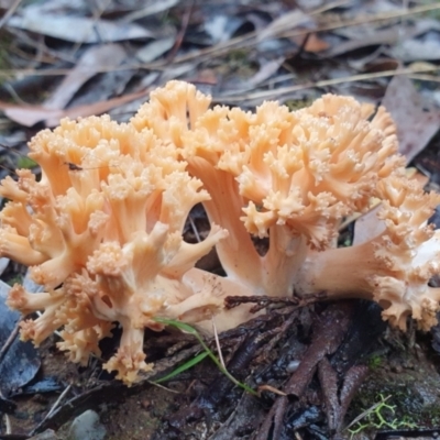 Ramaria sp. (genus) (A Coral fungus) at Penrose, NSW - 24 Mar 2022 by Aussiegall