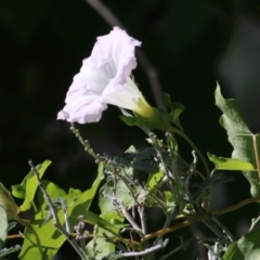 Calystegia sepium (Swamp Bindweed) at Killara, VIC - 24 Mar 2022 by KylieWaldon