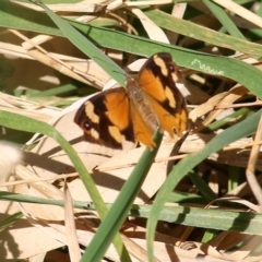 Heteronympha merope (Common Brown Butterfly) at Bandiana, VIC - 25 Mar 2022 by KylieWaldon