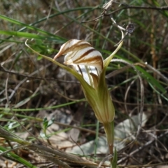 Diplodium truncatum (Little Dumpies, Brittle Greenhood) at Watson, ACT - 25 Mar 2022 by RobG1