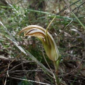 Diplodium truncatum at Watson, ACT - 25 Mar 2022