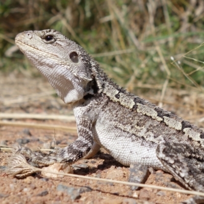 Amphibolurus muricatus (Jacky Lizard) at Mount Majura - 25 Mar 2022 by RobG1