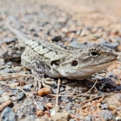 Amphibolurus muricatus at Hackett, ACT - 25 Mar 2022