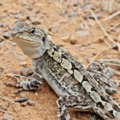 Amphibolurus muricatus at Hackett, ACT - 25 Mar 2022