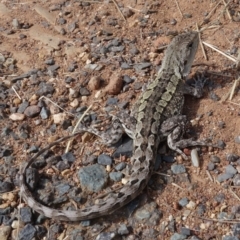 Amphibolurus muricatus at Hackett, ACT - 25 Mar 2022