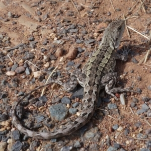 Amphibolurus muricatus at Hackett, ACT - 25 Mar 2022