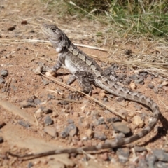 Amphibolurus muricatus at Hackett, ACT - 25 Mar 2022