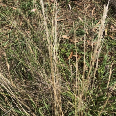 Unidentified Grass at Hughes, ACT - 26 Mar 2022 by ruthkerruish