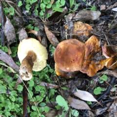 zz bolete at Hughes, ACT - 20 Mar 2022 by ruthkerruish