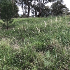 Rytidosperma (genus) (Wallaby Grass) at Hughes, ACT - 26 Mar 2022 by ruthkerruish