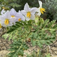 Solanum sisymbriifolium at Downer, ACT - 24 Mar 2022