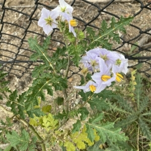 Solanum sisymbriifolium at Downer, ACT - 24 Mar 2022