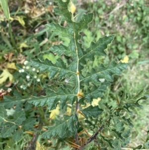 Solanum sisymbriifolium at Downer, ACT - 24 Mar 2022