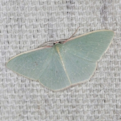 Chlorocoma melocrossa (Cream-fringed Emerald) at O'Connor, ACT - 22 Mar 2022 by ibaird