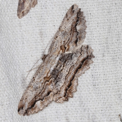 Scioglyptis lyciaria (White-patch Bark Moth) at O'Connor, ACT - 22 Mar 2022 by ibaird