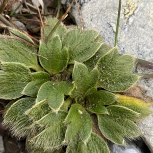 Ranunculus acrophilus at Kosciuszko National Park, NSW - 13 Mar 2022 11:09 AM