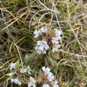 Euphrasia alsa at Kosciuszko National Park, NSW - 13 Mar 2022