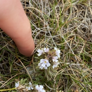 Euphrasia alsa at Kosciuszko National Park, NSW - 13 Mar 2022 11:07 AM