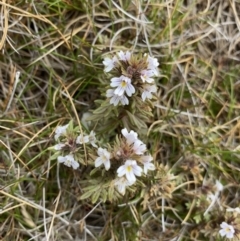 Euphrasia alsa at Kosciuszko National Park, NSW - 13 Mar 2022