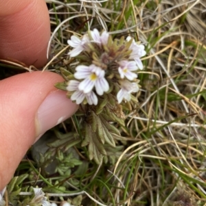 Euphrasia alsa at Kosciuszko National Park, NSW - 13 Mar 2022