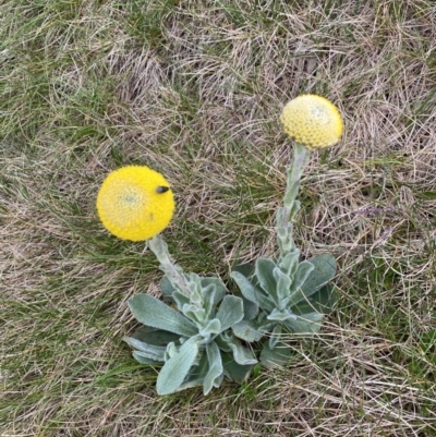 Craspedia maxgrayi (Woolly Billy Buttons) at Geehi, NSW - 13 Mar 2022 by Ned_Johnston