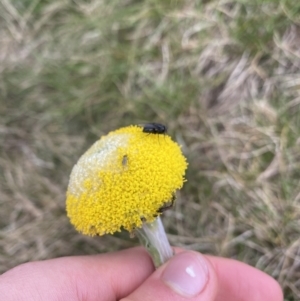 Craspedia maxgrayi at Geehi, NSW - 13 Mar 2022 11:05 AM