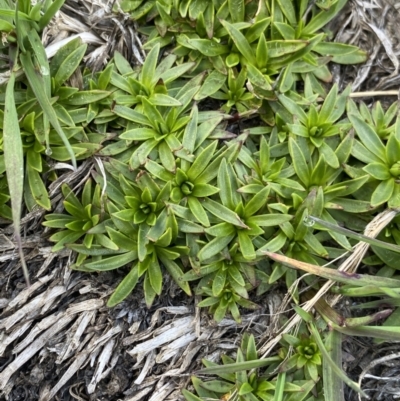 Plantago glacialis (Snow Star-Plantain) at Geehi, NSW - 13 Mar 2022 by NedJohnston