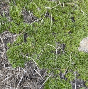 Plantago glacialis at Geehi, NSW - 13 Mar 2022 10:37 AM