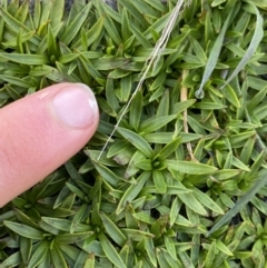 Plantago glacialis at Geehi, NSW - 13 Mar 2022 10:37 AM