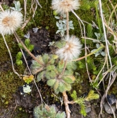 Erigeron setosus (Dwarf Fleabane) at Kosciuszko National Park, NSW - 13 Mar 2022 by Ned_Johnston