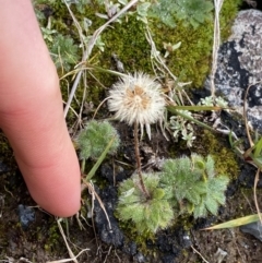 Pappochroma setosum at Kosciuszko National Park, NSW - 13 Mar 2022 11:01 AM