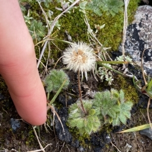 Pappochroma setosum at Kosciuszko National Park, NSW - 13 Mar 2022 11:01 AM