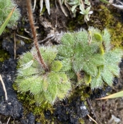 Pappochroma setosum at Kosciuszko National Park, NSW - 13 Mar 2022 11:01 AM