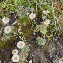 Pappochroma setosum at Kosciuszko National Park, NSW - 13 Mar 2022 11:01 AM