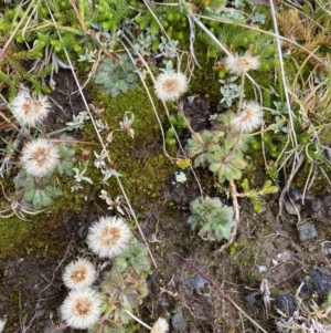 Pappochroma setosum at Kosciuszko National Park, NSW - 13 Mar 2022 11:01 AM