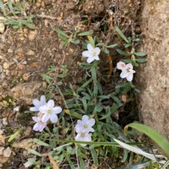 Montia australasica (White Purslane) at Kosciuszko National Park, NSW - 12 Mar 2022 by Ned_Johnston