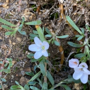 Montia australasica at Kosciuszko National Park, NSW - 13 Mar 2022