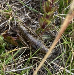 Monistria concinna (Southern Pyrgomorph) at Kosciuszko National Park, NSW - 13 Mar 2022 by NedJohnston