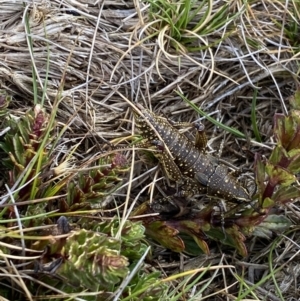 Monistria concinna at Kosciuszko National Park, NSW - 13 Mar 2022 10:32 AM