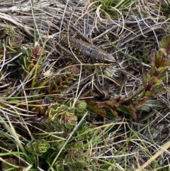 Monistria concinna at Kosciuszko National Park, NSW - 13 Mar 2022