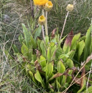 Podolepis robusta at Kosciuszko National Park, NSW - 13 Mar 2022 10:20 AM