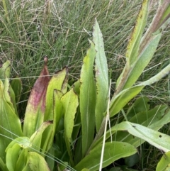 Podolepis robusta at Kosciuszko National Park, NSW - 13 Mar 2022