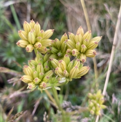 Aciphylla simplicifolia (Mountain Aciphyll) at Geehi, NSW - 12 Mar 2022 by Ned_Johnston