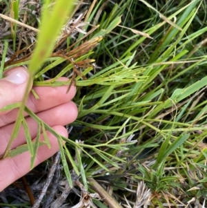 Aciphylla simplicifolia at Geehi, NSW - 13 Mar 2022 10:14 AM