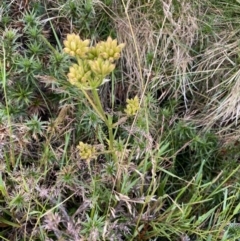 Aciphylla simplicifolia at Geehi, NSW - 13 Mar 2022 10:14 AM