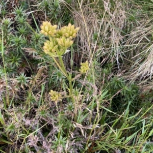 Aciphylla simplicifolia at Geehi, NSW - 13 Mar 2022 10:14 AM