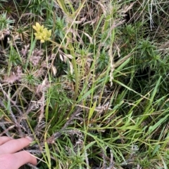 Aciphylla simplicifolia at Geehi, NSW - 13 Mar 2022 10:14 AM